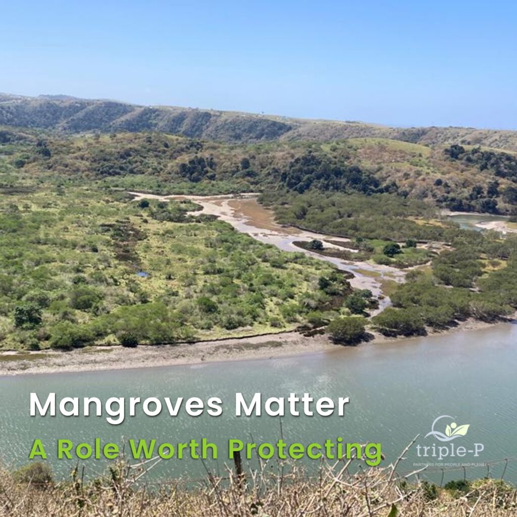 The Vital Role of Mangroves