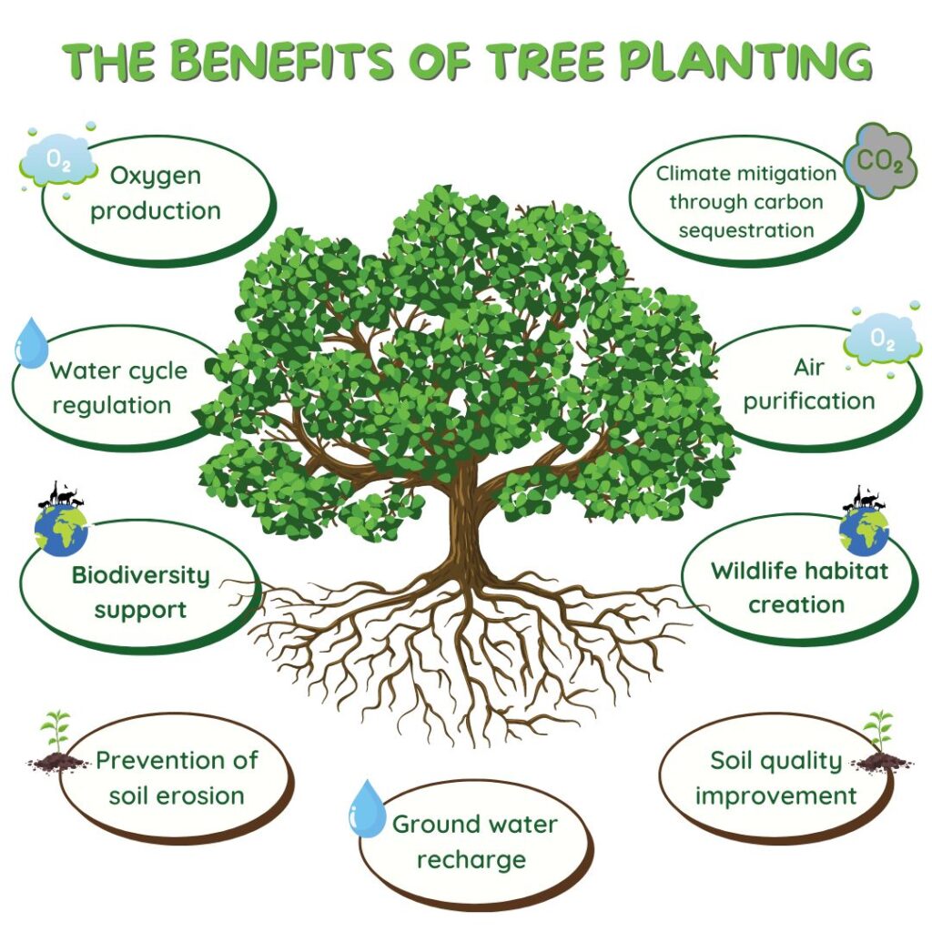 The benefits of tree planting